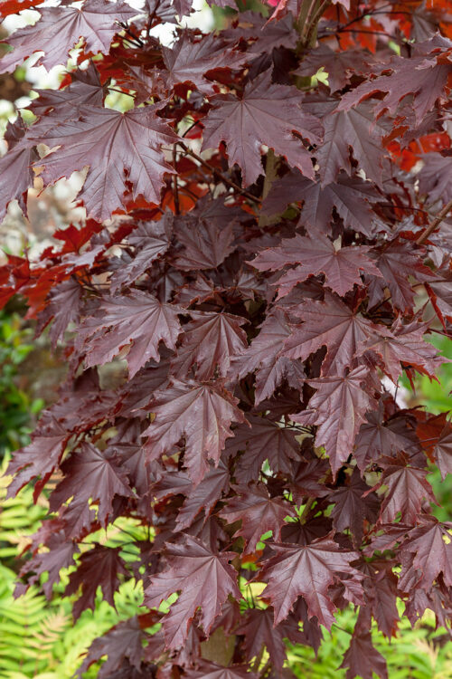 Acer platanoides 'Crimson Sentry' - Obrázek 2