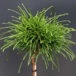 Thuja plicata 'Whipcord' - Kontejner 8 l, v. kmínku 60 cm