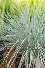 Helictotrichon sempervirens - Obrázek 2