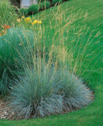 Helictotrichon sempervirens