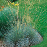 Helictotrichon sempervirens - C2L