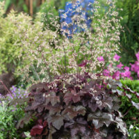 Heuchera americana 'Palace Purple' - K9