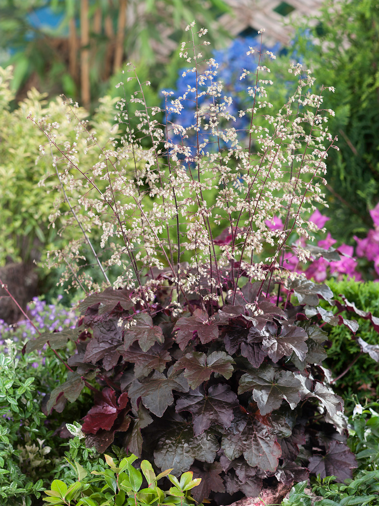 Heuchera americana 'Palace Purple'