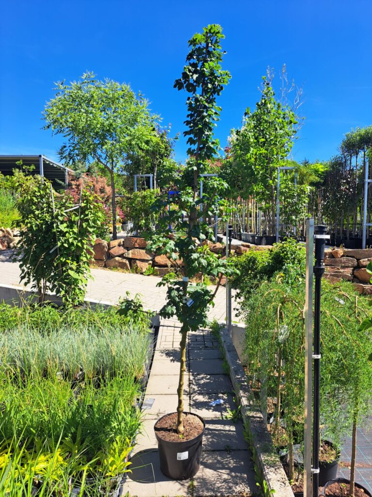 Acer campestre 'Elsrijk'