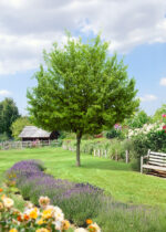 Acer campestre 'Elsrijk'