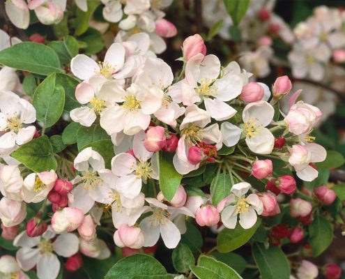 Malus 'Evereste'