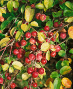 Malus 'Evereste' - Obrázek 2