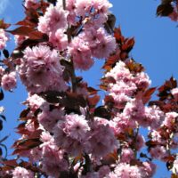 Prunus serrulata 'Royal Burgundy'