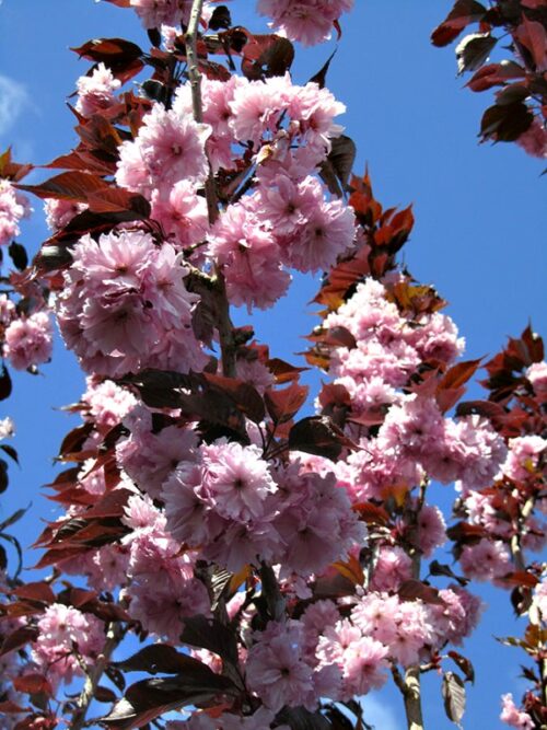 Prunus serrulata 'Royal Burgundy' - Obrázek 1
