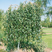 Betula utilis 'Long Trunk'