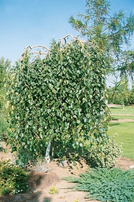 Betula utilis 'Long Trunk'