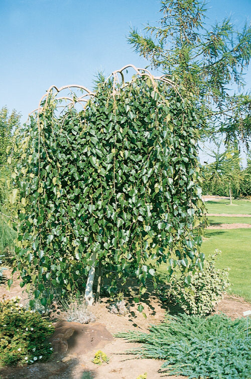 Betula utilis 'Long Trunk' - Obrázek 1