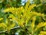 Gleditsia triacanthos 'Sunburst' - Obrázek 2