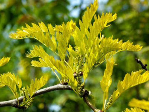 Gleditsia triacanthos 'Sunburst' - Obrázek 2
