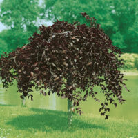 Fagus sylvatica 'Purpurea Pendula'