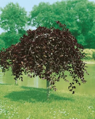 Fagus sylvatica 'Purpurea Pendula'