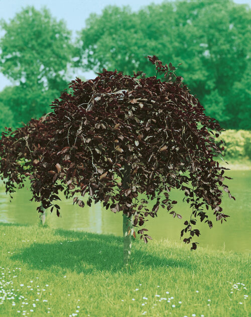 Fagus sylvatica 'Purpurea Pendula' - Obrázek 1