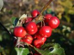 Malus 'Red Sentinel' - Obrázek 2