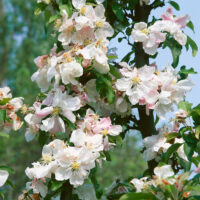 Malus 'Madonna'