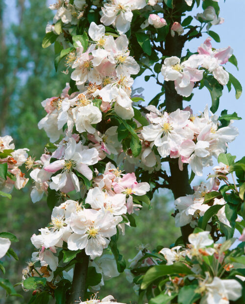 Malus 'Madonna' - Obrázek 1