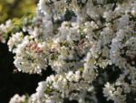 Malus 'Red Sentinel' - Obrázek 3