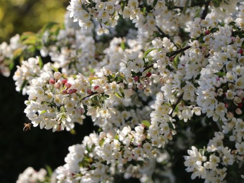 Malus 'Red Sentinel' - Obrázek 3