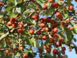 Malus 'Red Sentinel' - Obrázek 4
