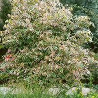 Acer negundo 'Flamingo'