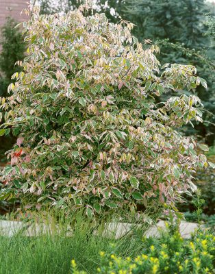 Acer negundo 'Flamingo'