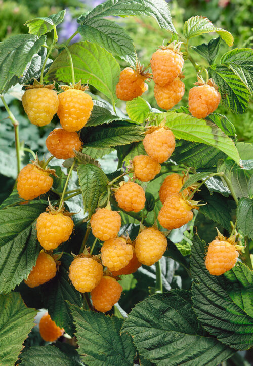 Rubus idaeus 'Golden Queen' - Obrázek 1