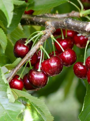 Třešeň 'Van'-velkoplodá chrupka