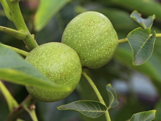 Ořešák 'Mars'-samosprašný