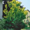 Ulmus carpinifolia 'Wredei' - C10L-v. 125-150 CM