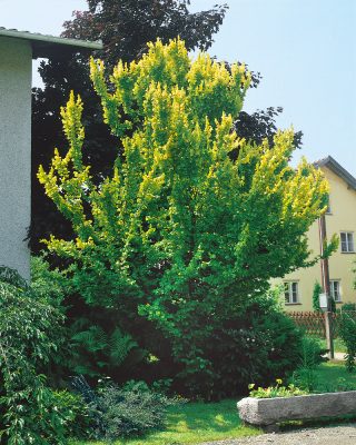 Ulmus carpinifolia 'Wredei'