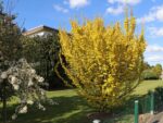 Ulmus carpinifolia 'Wredei' - Obrázek 2