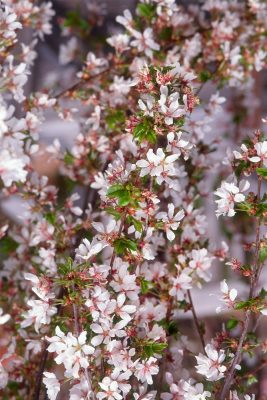 Prunus Snow Fountains 150KM