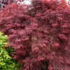 Acer palm. 'Garnet' - C10L, v. 80-100 CM