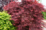 Acer palm. 'Garnet'