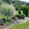 Salix integra 'Hakuro Nishiki' - C4L-KM 60CM