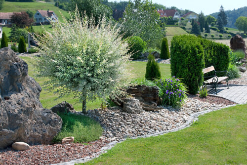Salix integra 'Hakuro Nishiki' - Obrázek 1