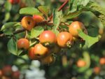 Malus 'Evereste' - Obrázek 3