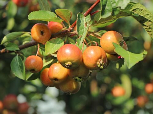 Malus 'Evereste' - Obrázek 3