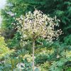 Prunus incisa 'Kojou–no–mai' - C5L-KM100-strom-výška kmínku 100 CM