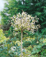 Prunus incisa 'Kojou–no–mai'