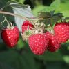 Rubus idaeus 'Glen Ample' - C2L-v. 30-40 CM