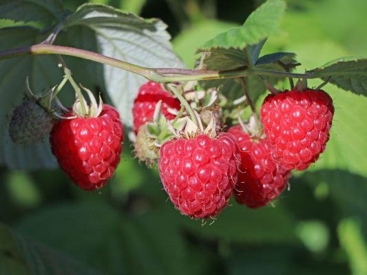 Rubus idaeus 'Glen Ample'