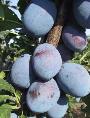 Slivoň 'Gabrovská'