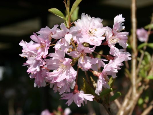 Prunus subh. 'Fukubana'