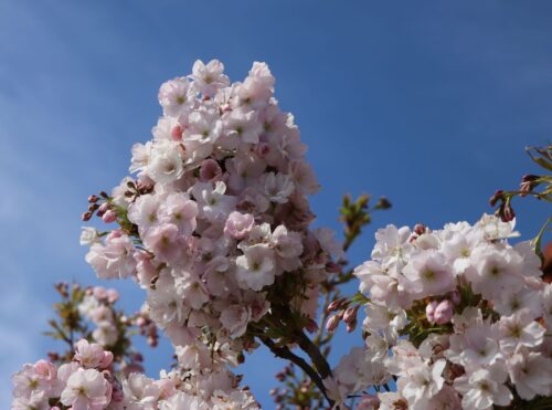 Prunus serrulata 'Amanogawa' - Obrázek 3