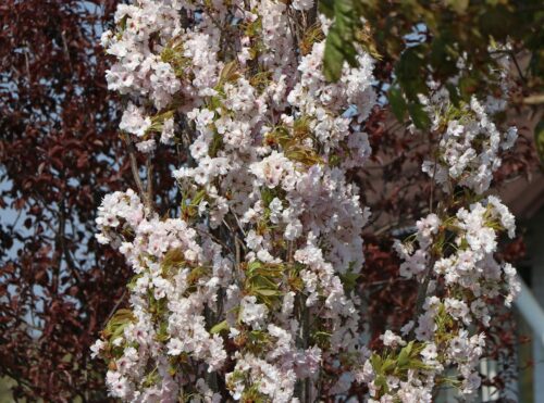 Prunus serrulata 'Amanogawa' - Obrázek 2